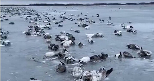 慘不忍睹！新疆零下52.3度 大群水鳥遭活活凍死「冰封湖面」