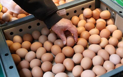 新雞下蛋讓雞蛋產量提升 蛋農憂蛋價崩盤低於成本價