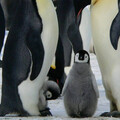 「高致病性禽流感」現身南極大陸 數十萬企鵝恐成「致命感染鏈」