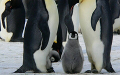 「高致病性禽流感」現身南極大陸 數十萬企鵝恐成「致命感染鏈」