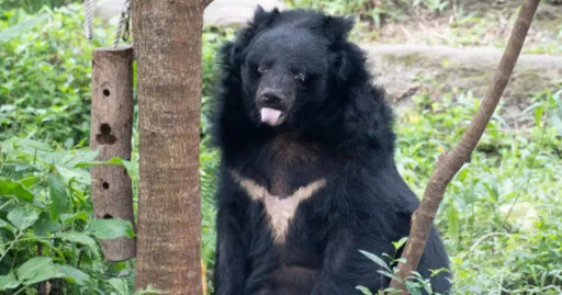北市動物園35歲熊瑞「小熊」辭世 園方忍痛放手：永遠記得你的美麗身影