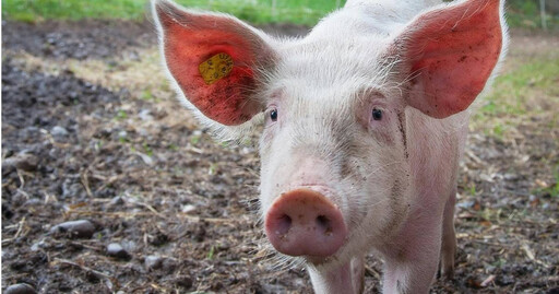 豬「這部位」髒到不能吃？ 國外專家揭原因曝：2族群吃了恐生病