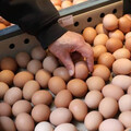 雞蛋買氣弱蛋價穩定不變動 蛋農擔心清明節前跌破40元大關