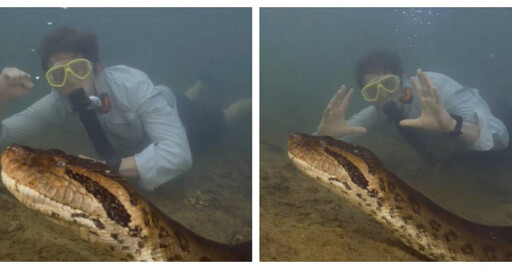 厄瓜多世界最大蛇類！ 6.1公尺「北方綠水蚺」與生物學家共游