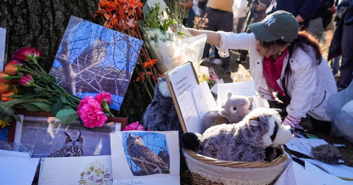從動物園投奔自由 紐約中央公園人氣貓頭鷹驟逝…粉絲聚集哀悼