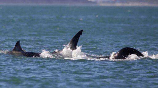 鯊很大！南非大白鯊成虎鯨美食 120秒現殺取肝「最青」