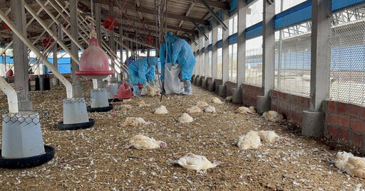禽流感6個月「零疫情」紀錄破功 彰化撲殺9674隻土雞