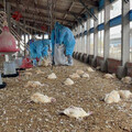 禽流感6個月「零疫情」紀錄破功 彰化撲殺9674隻土雞