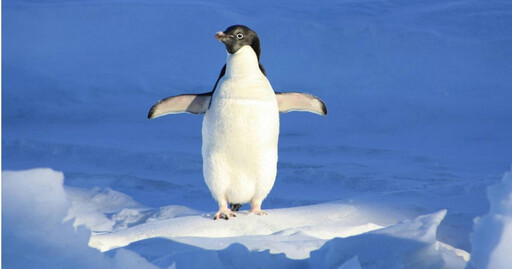 南極大陸出現「H5N1禽流感」 將成當地物種潛在威脅