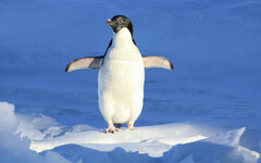 南極大陸出現「H5N1禽流感」 將成當地物種潛在威脅