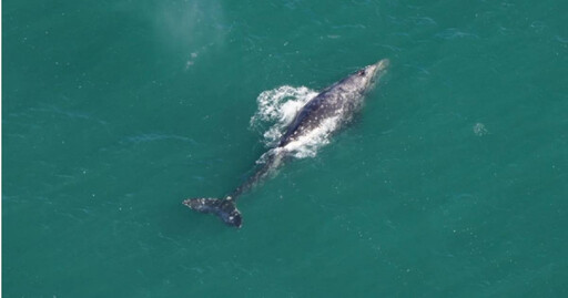 絕跡2百年…灰鯨再度現蹤大西洋 專家嗨翻卻曝警訊
