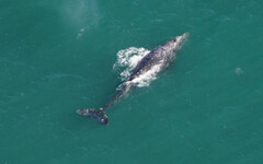 絕跡2百年…灰鯨再度現蹤大西洋 專家嗨翻卻曝警訊