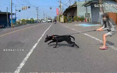 狗狗突然暴衝「機車騎士差點摔車」 警方：妨害交通可開罰