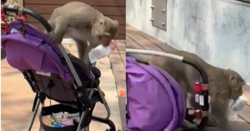太囂張！壽山動物園台灣獼猴為搶食「強占嬰兒車」 弄倒後肇事逃逸