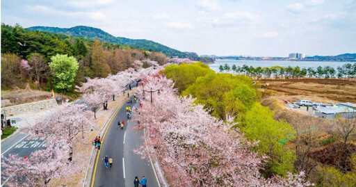 30年首見「沒有櫻花的櫻花季」 韓各地政府無奈推遲節日活動