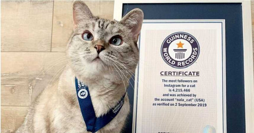 「世上最富有的貓」IG吸400萬粉絲 身價超驚人每篇貼文賺41萬