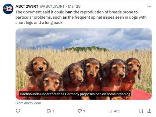 腿短錯了嗎？可愛臘腸狗傳德國禁培育 新草案阻繁殖「骨骼異常」狗狗