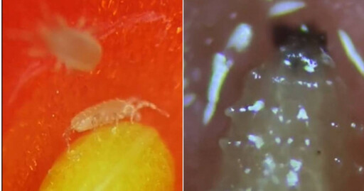 顯微鏡下⋯草莓表皮竟成堆「肥蟲蠕動」！ 網嚇瘋：好多蛋白質