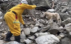 曾參加雲翠大樓救援 搜救犬Roger找到砂卡礑第3名罹難者