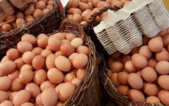 蛋雞數量略上升「產量仍不足」 蛋商公會：目前暫無調降空間