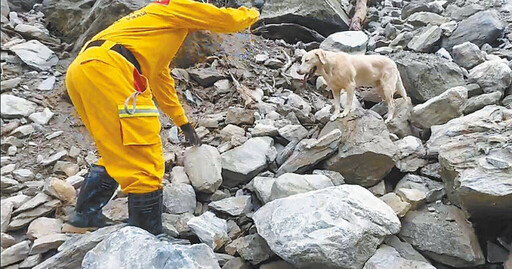 奶犬萌照曝光！因太活潑無法緝毒 「Roger」改練搜救立功花蓮強震尋獲遺體