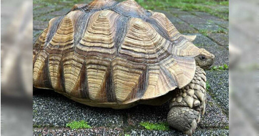 「蘇卡達象龜」誤闖新竹菜園…農民緊急通報 野生動物救傷隊暫收容