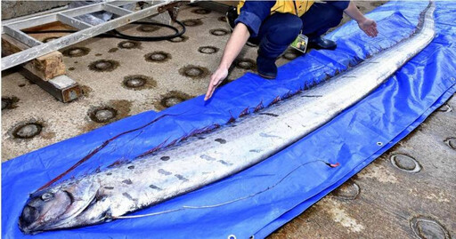 台東漁民強震後「捕獲22.8kg地震魚」 民眾驚呼：不要再有地震了