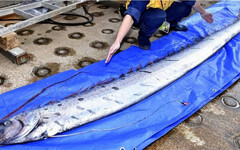 台東漁民強震後「捕獲22.8kg地震魚」 民眾驚呼：不要再有地震了
