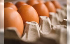 清明節後買氣未回升！ 本周雞蛋價格仍維持每台斤49元