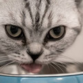 貓咪吃完飼料「1死3低血鉀」 台灣知名廠商挨轟只做表面工夫…專家說話了