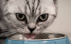 貓糧疑致低血鈉 台廠商發聲「絕對負責到底」…4重點揭最新進度
