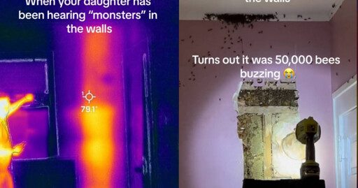 3歲女兒多次抱怨「房間有怪物」 砸開牆壁驚見「6萬蜜蜂築巢」