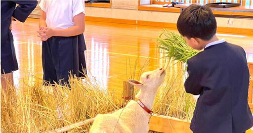 這間小學沒新生竟找「一隻羊」入學 校長咩咩叫牠爽啃新鮮牧草
