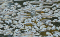 越南水庫200噸魚群暴斃 死因疑和「這原因」有關