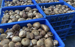 產量剩一半！台灣恐陷「香菇荒危機」衝擊菇農生計