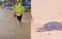 廣東下暴雨「4隻鱷魚」逃出 村長急公告！要居民注意安全