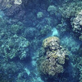 全球珊瑚釀危機…大堡礁經歷最糟糕夏季 專家：如水下野火