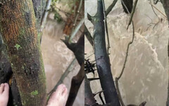 去肯亞觀察動物遭遇水壩潰堤 台旅客帶「這一物」爬樹避水成功獲救