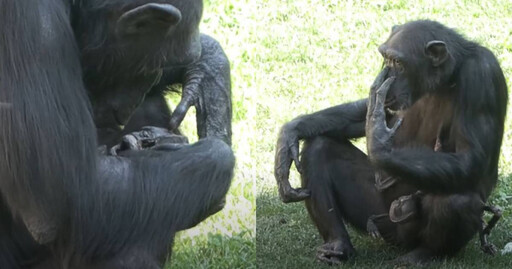 太令人心碎！黑猩猩寶寶出生2周驟逝 媽媽緊抱遺體不放長達3個月