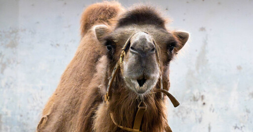 北市動物園雙峰駱駝「煙雨」命危 檢查2數值異常…腎臟嚴重受損