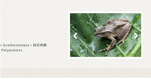 「斑腿樹蛙」每次產卵近千顆！威脅原生蛙類 林試所：將加強復育保護工作
