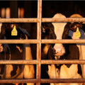 美國9州爆「乳牛禽流感疫情」還傳人 疾管署：勿飲用未殺菌生乳