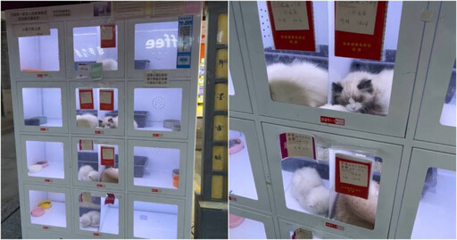 中國「自助寵物販售機」爆爭議 小貓病懨懨樣讓網友氣炸