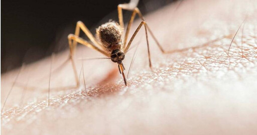 新增瘧疾1死「40多歲外籍男曾至馬拉威」 出現症狀僅4日即病逝