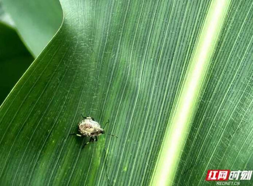 河南這地方放出41億隻蟲「以蟲治蟲」 農業防控面積逾60萬畝
