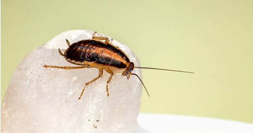 早在2000年前困擾人類 科學家驚曝「蟑螂如何佔領地球」