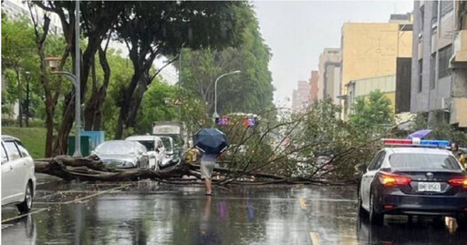 豪雨狂炸台中！2棵10米路樹「撐不住」倒塌 公車受阻繞道通行