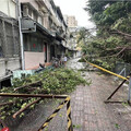 20公尺路樹不敵暴雨倒塌！北科大女學生「路過慘被砸」傷勢曝