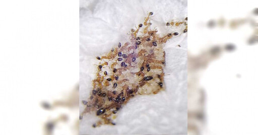 雨季惡夢「大水蟻」是蟑螂親戚 專家揭3招驅趕方法