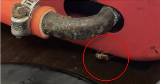 吃到一半「蟑螂爬上碗」！台南連鎖火鍋店遭投訴 衛生局要查了